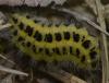 Zygaena sp.